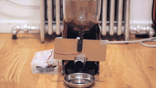 Gif of my cat testing the cat feeder.